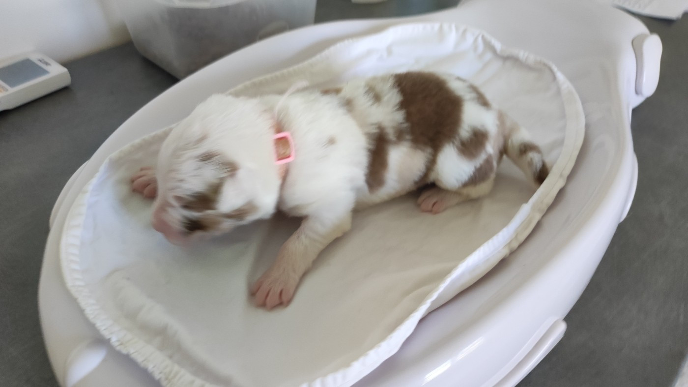 du Domaine de la Tineliere - Chiots disponibles - Berger Australien