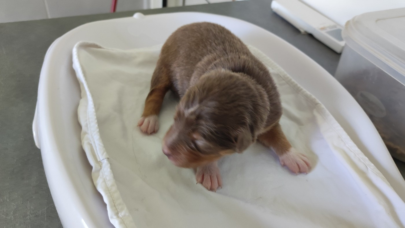 du Domaine de la Tineliere - Chiots disponibles - Berger Australien