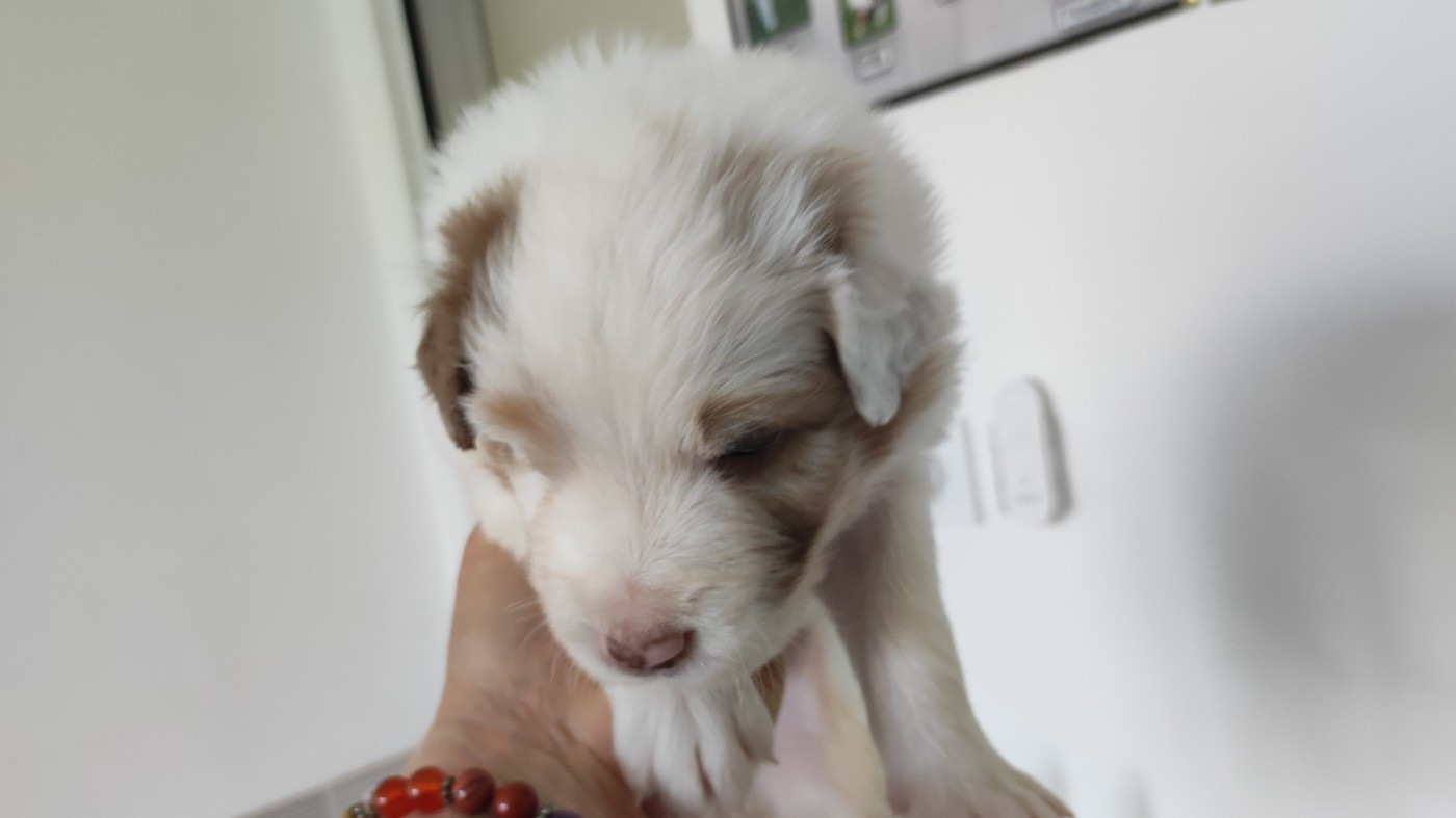 du Domaine de la Tineliere - Chiots disponibles - Berger Australien