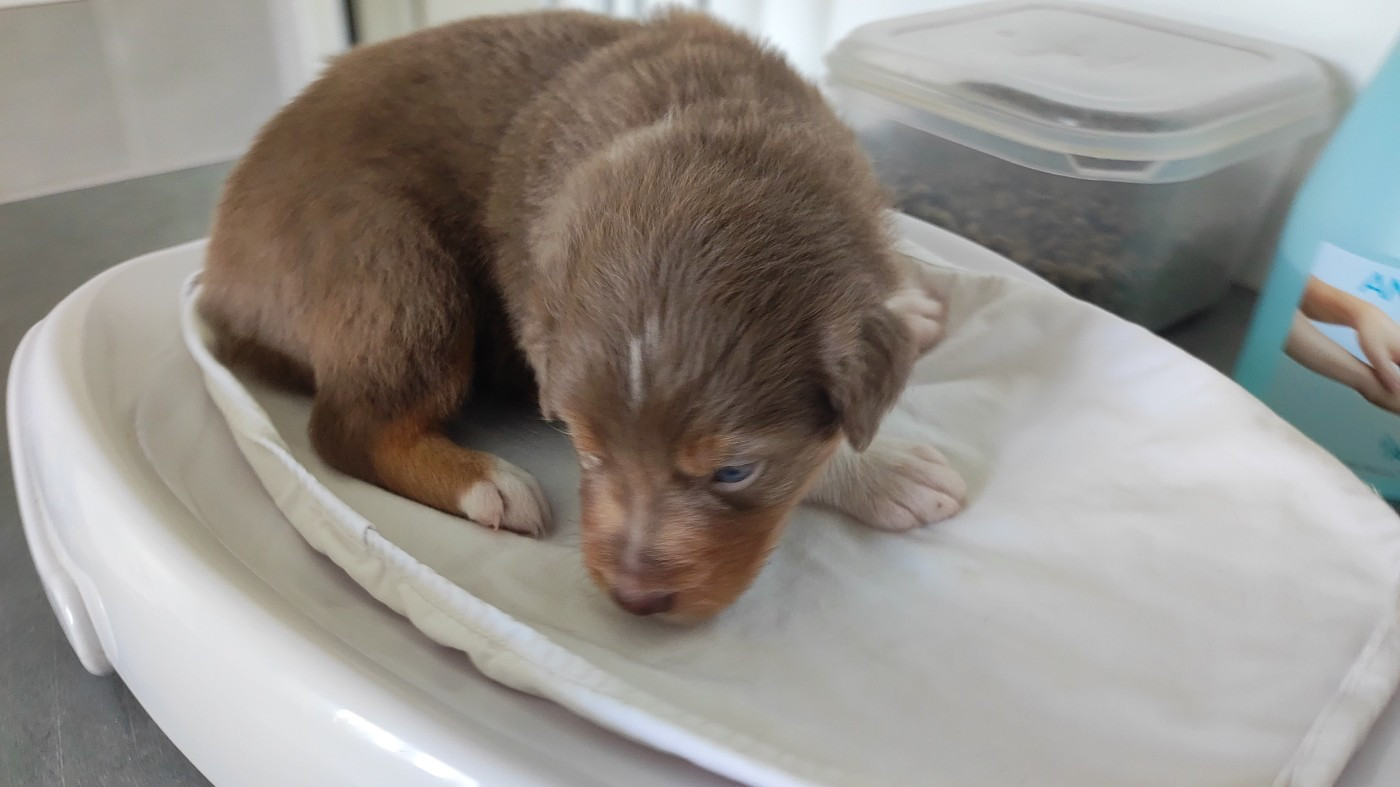 du Domaine de la Tineliere - Chiots disponibles - Berger Australien