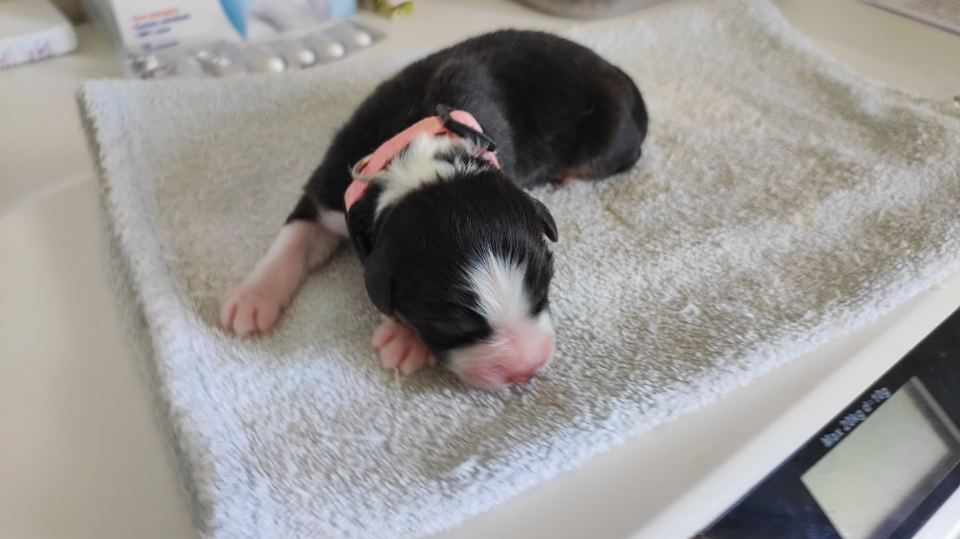 du Domaine de la Tineliere - Chiots disponibles - Berger Australien
