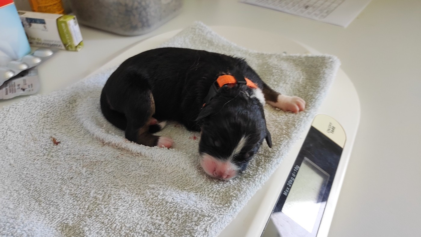 du Domaine de la Tineliere - Chiots disponibles - Berger Australien