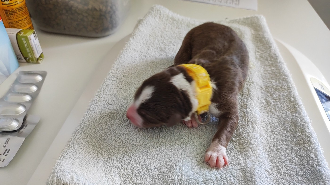 du Domaine de la Tineliere - Chiots disponibles - Berger Australien