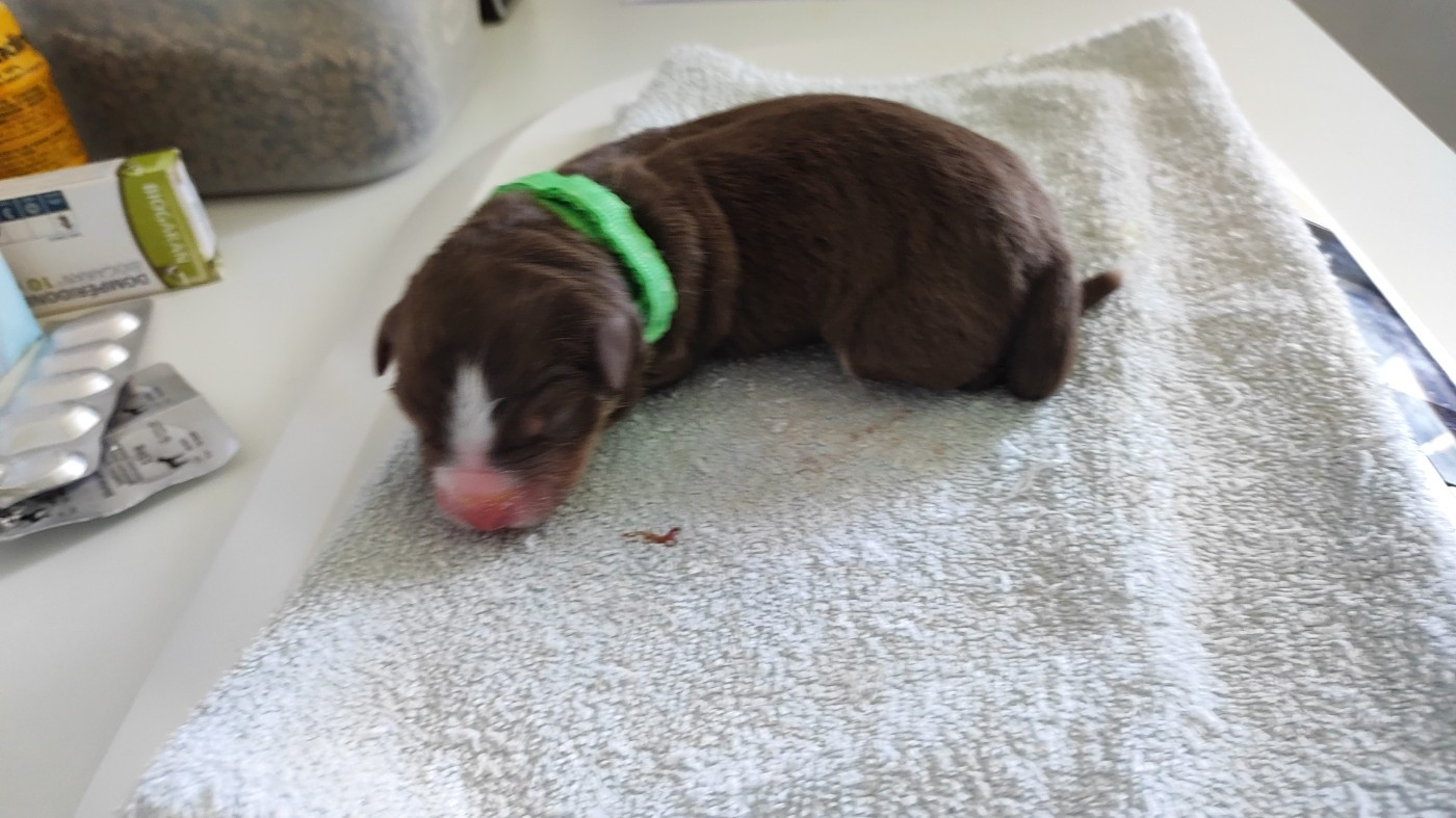 du Domaine de la Tineliere - Chiots disponibles - Berger Australien