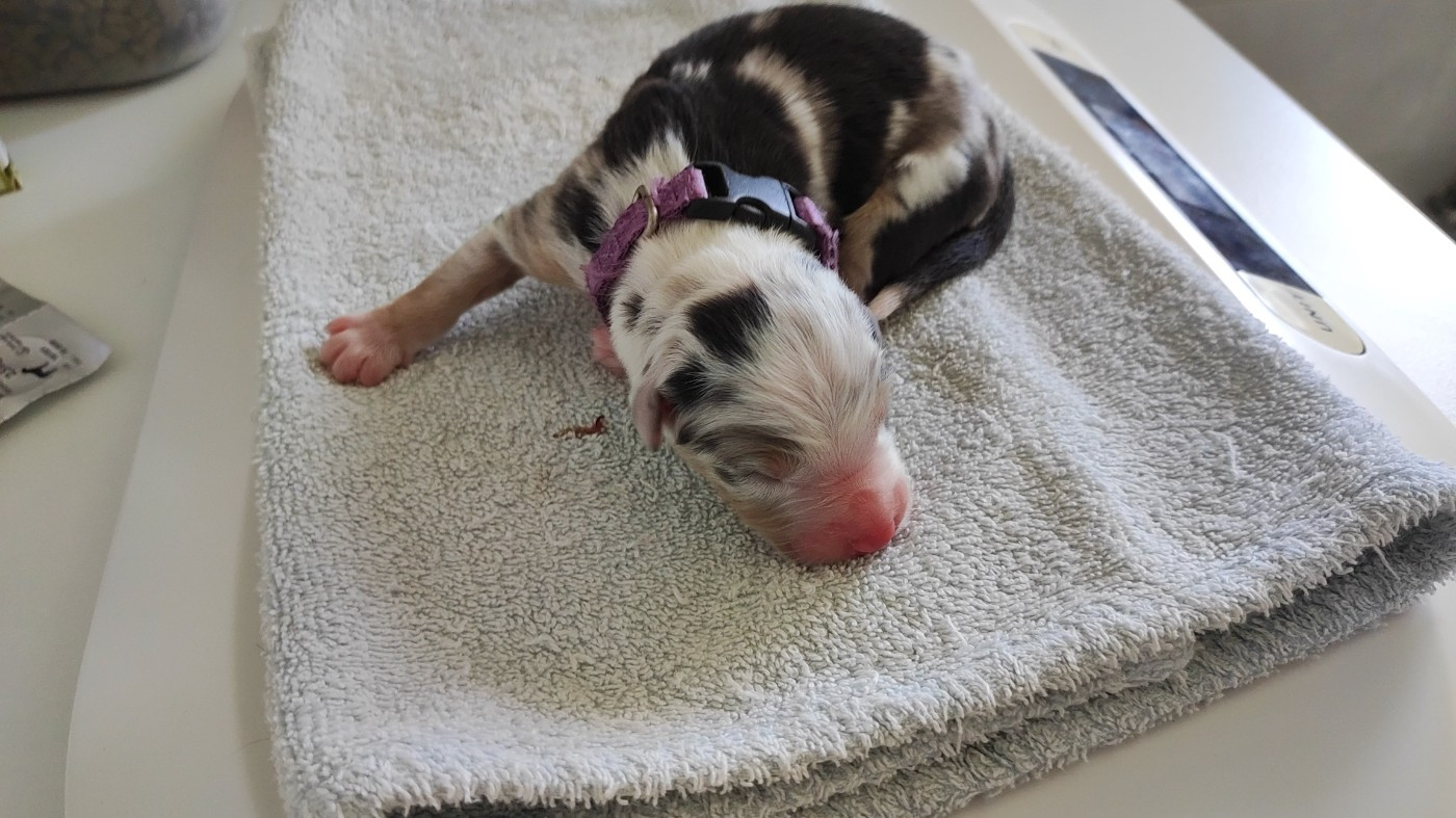 du Domaine de la Tineliere - Chiots disponibles - Berger Australien