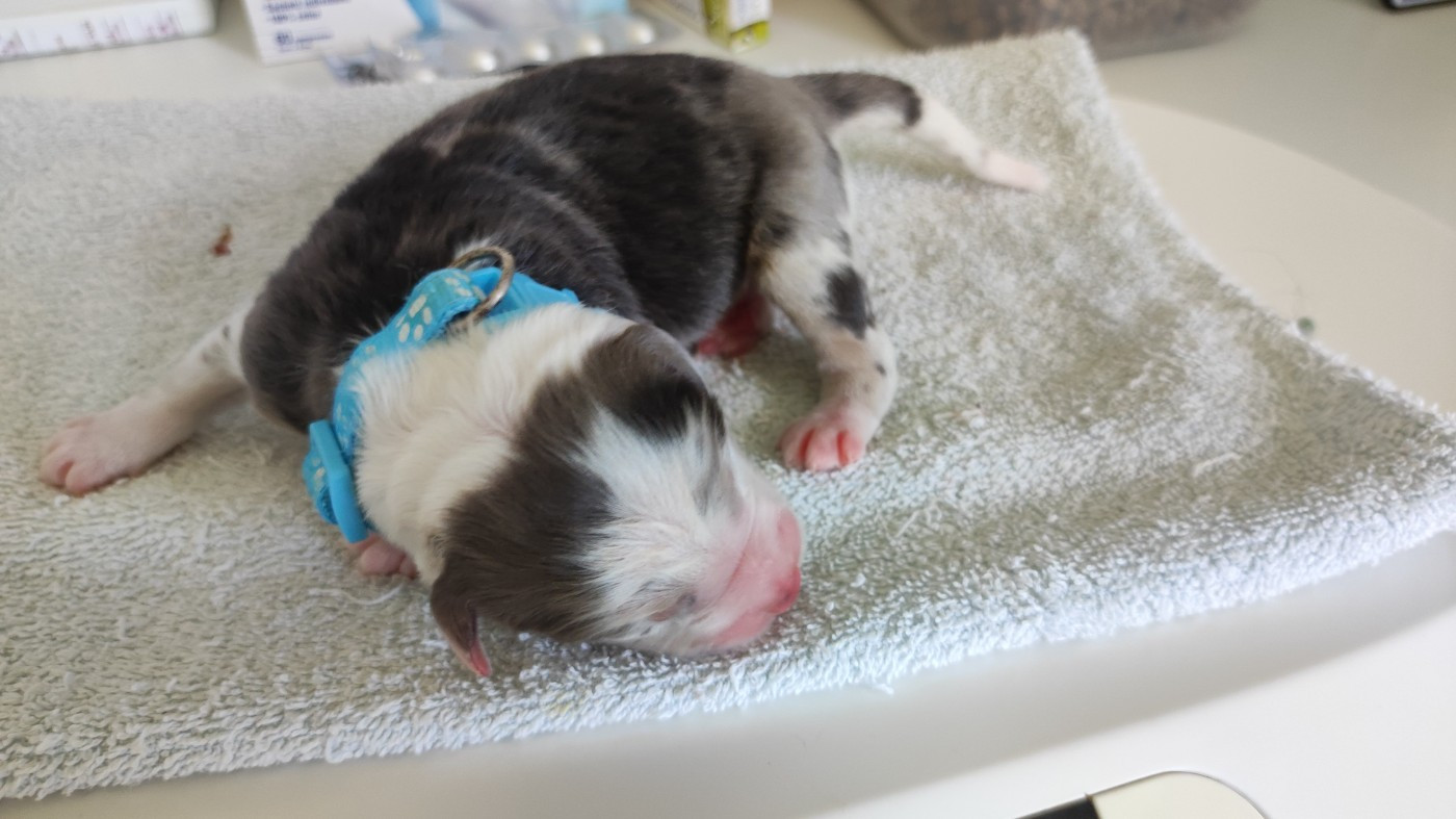 du Domaine de la Tineliere - Chiots disponibles - Berger Australien