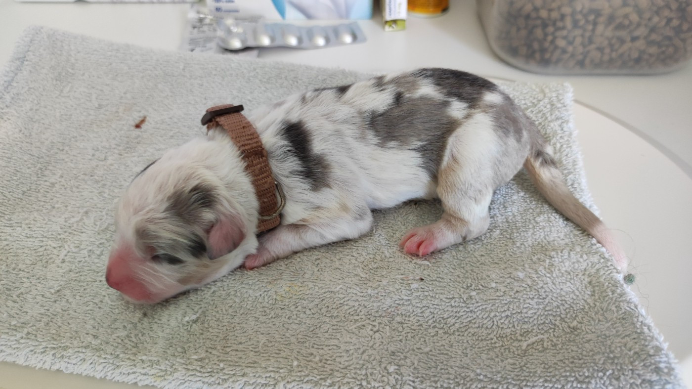 du Domaine de la Tineliere - Chiots disponibles - Berger Australien