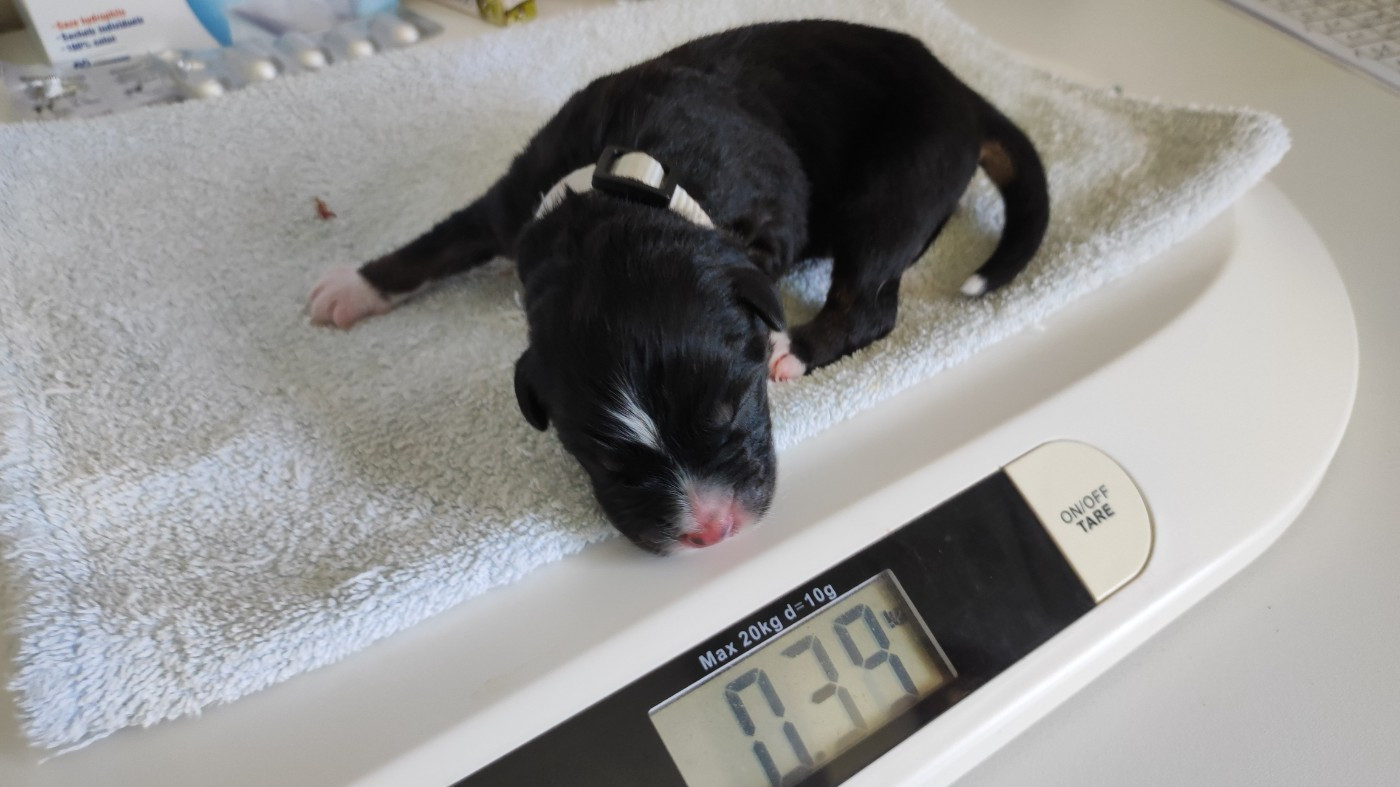 du Domaine de la Tineliere - Chiots disponibles - Berger Australien