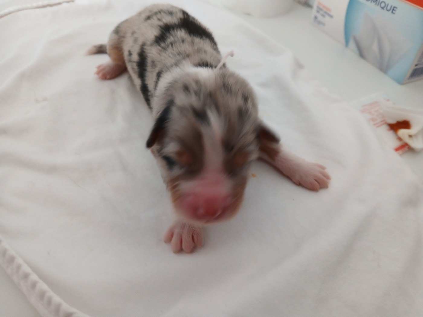 du Domaine de la Tineliere - Chiots disponibles - Berger Australien