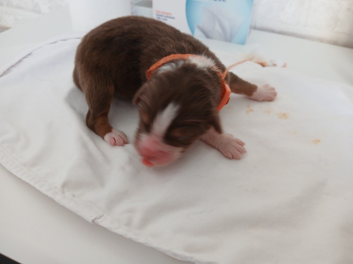 du Domaine de la Tineliere - Chiots disponibles - Berger Australien