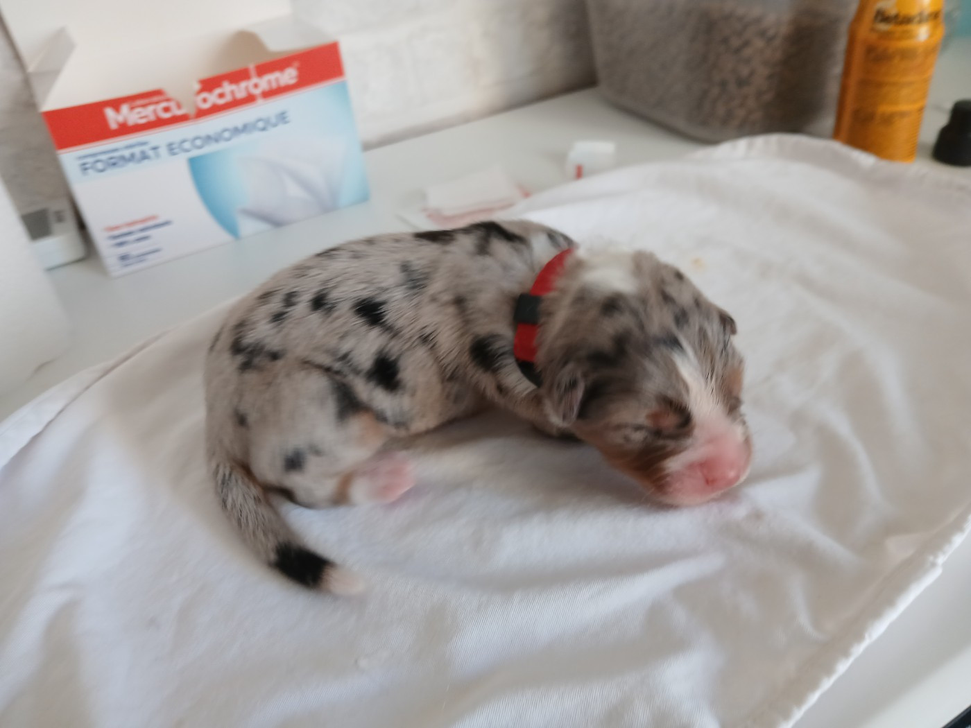 du Domaine de la Tineliere - Chiots disponibles - Berger Australien