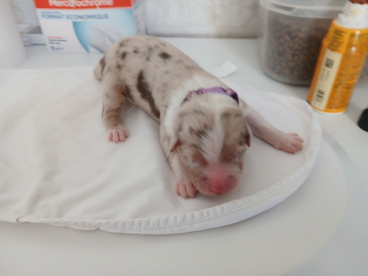 du Domaine de la Tineliere - Chiots disponibles - Berger Australien