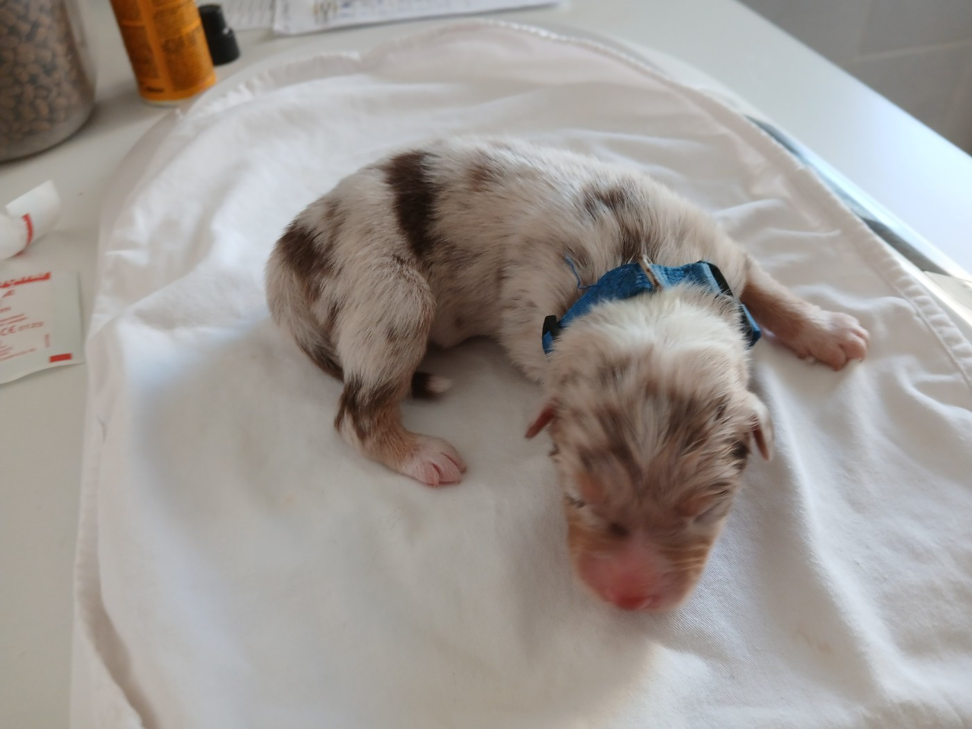 du Domaine de la Tineliere - Chiots disponibles - Berger Australien