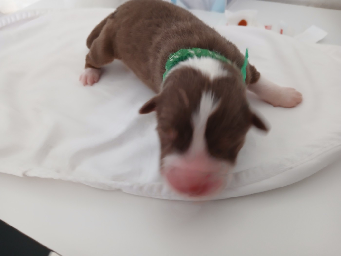 du Domaine de la Tineliere - Chiots disponibles - Berger Australien