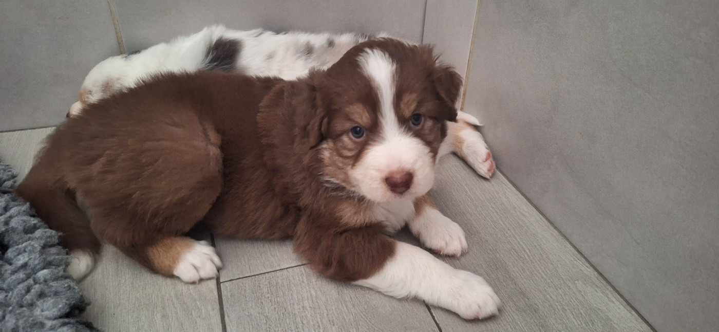 du Domaine de la Tineliere - Chiots disponibles - Berger Australien