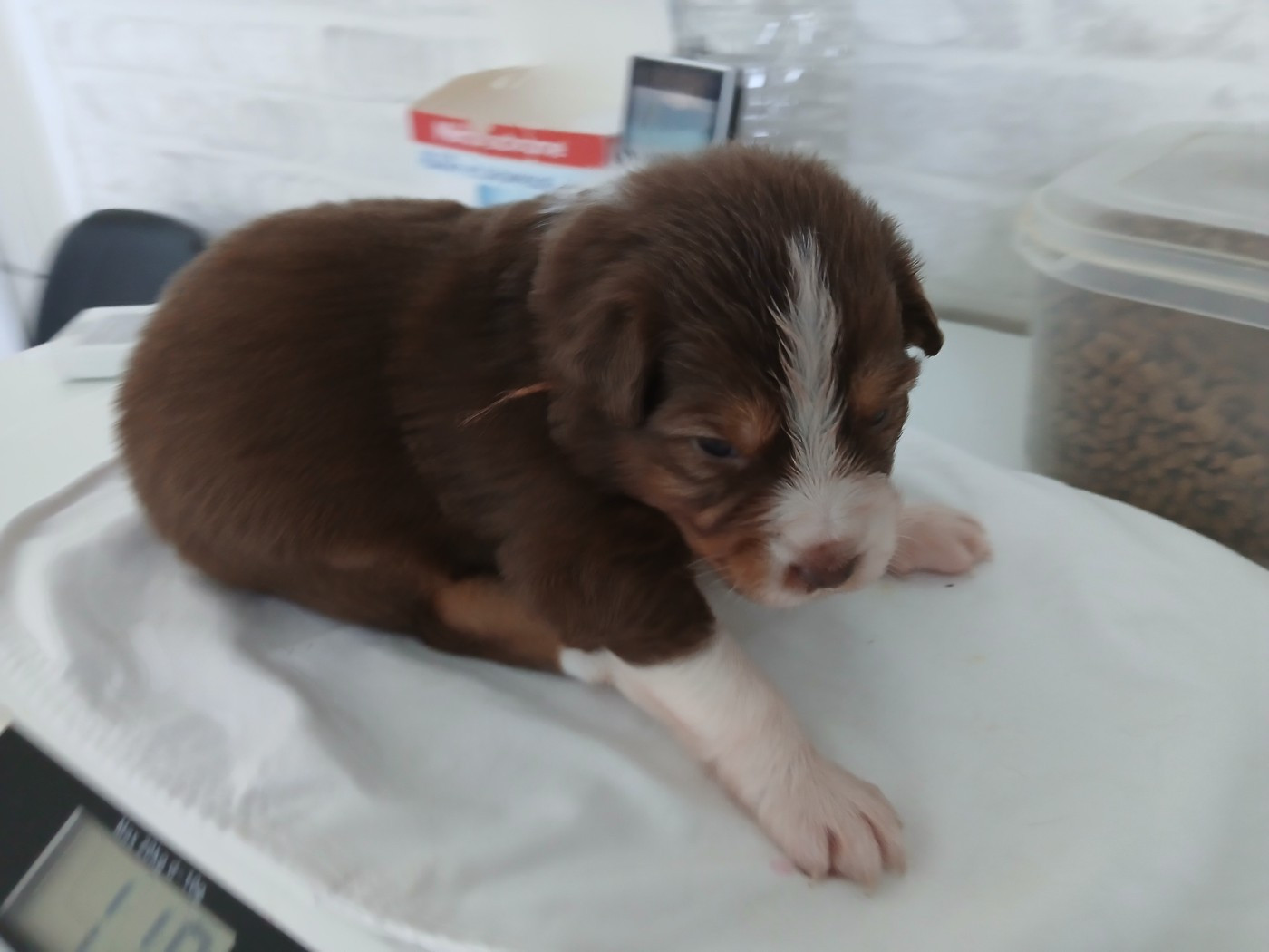 du Domaine de la Tineliere - Chiots disponibles - Berger Australien
