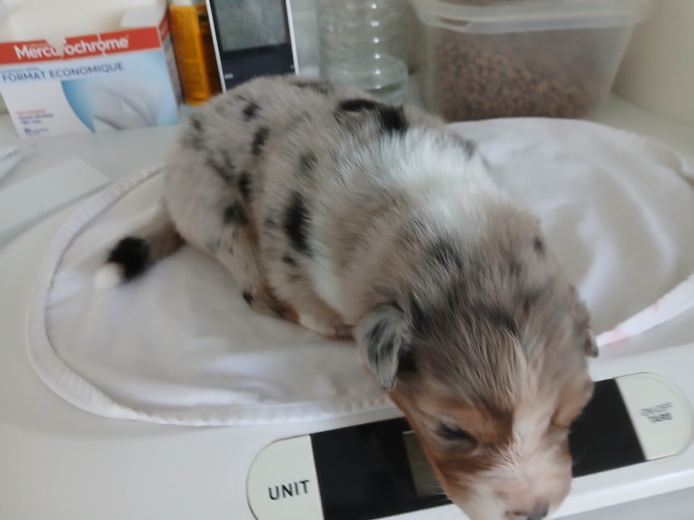 du Domaine de la Tineliere - Chiots disponibles - Berger Australien