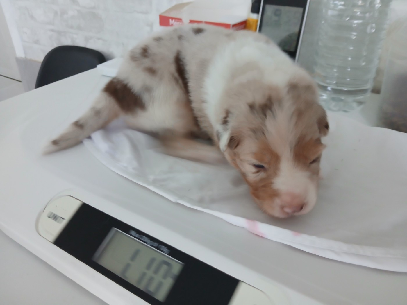 du Domaine de la Tineliere - Chiots disponibles - Berger Australien
