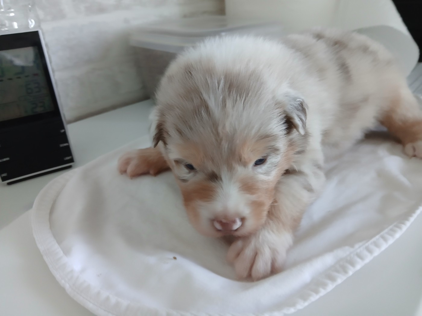 du Domaine de la Tineliere - Chiots disponibles - Berger Australien