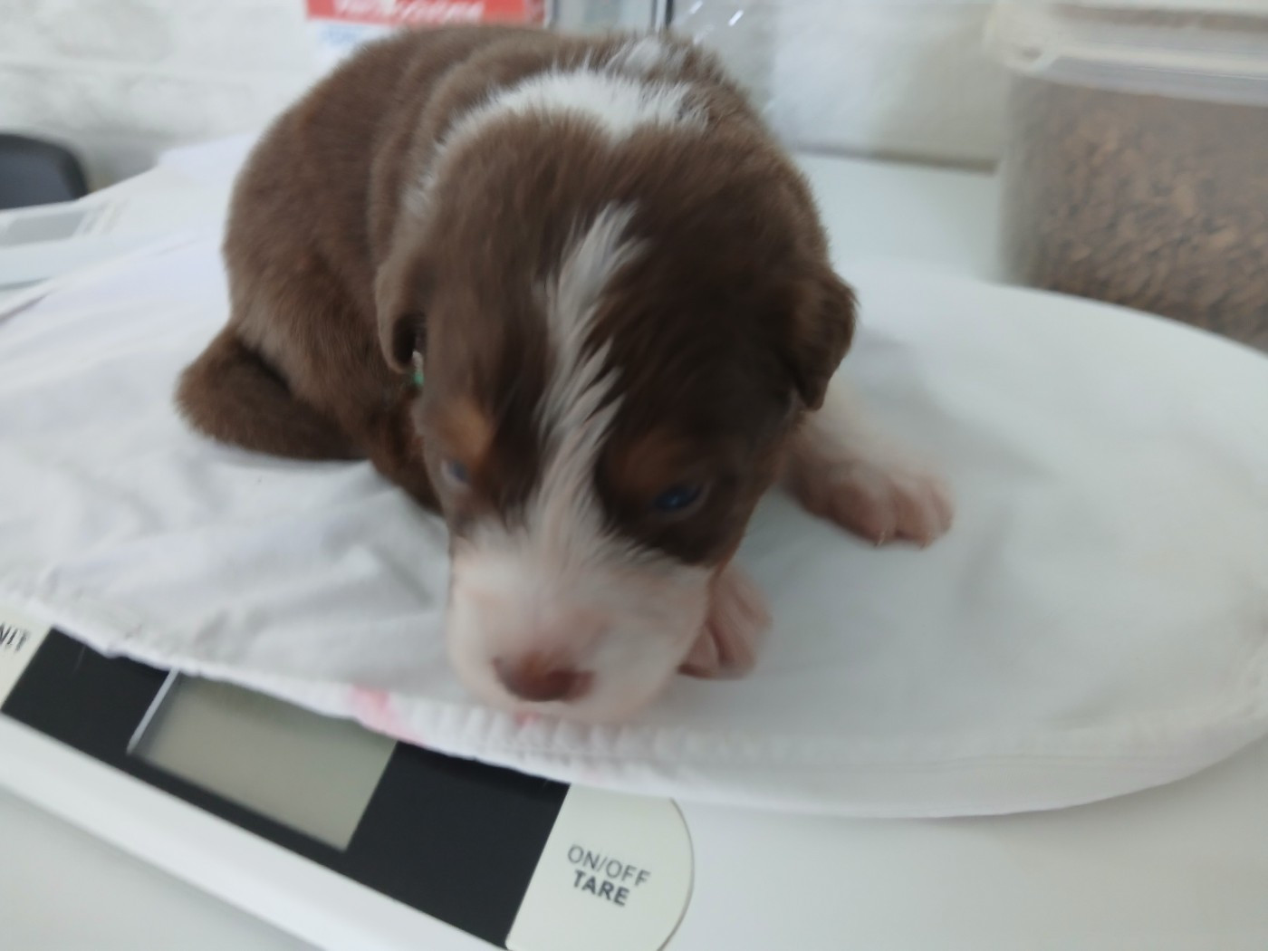du Domaine de la Tineliere - Chiots disponibles - Berger Australien