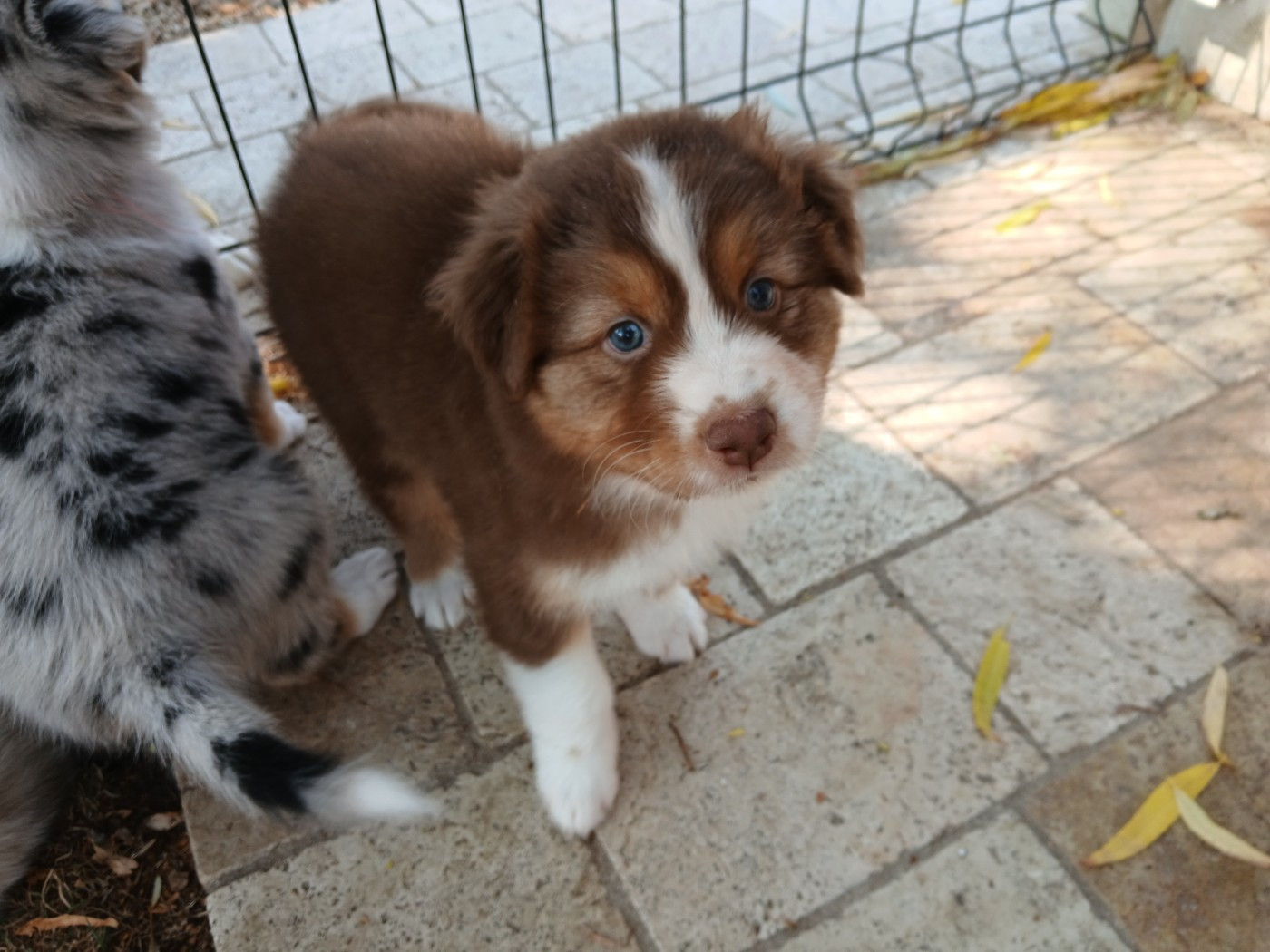 du Domaine de la Tineliere - Chiots disponibles - Berger Australien