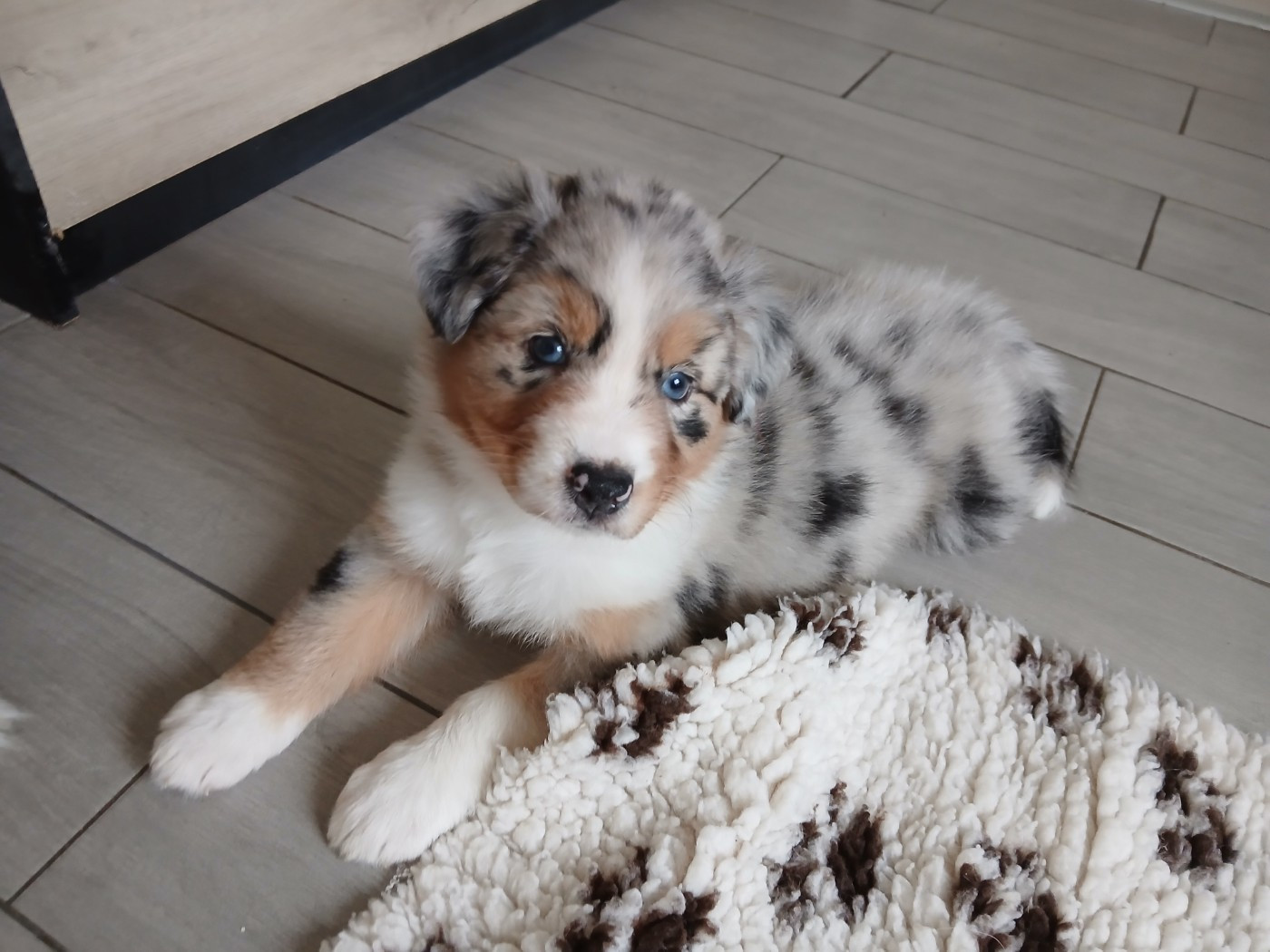 du Domaine de la Tineliere - Chiots disponibles - Berger Australien