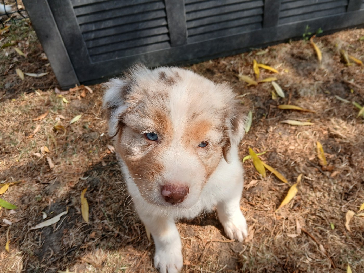 du Domaine de la Tineliere - Chiots disponibles - Berger Australien