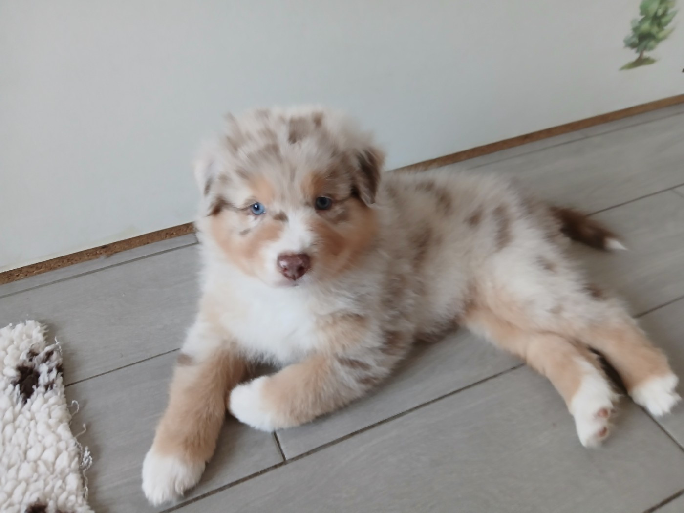 du Domaine de la Tineliere - Chiots disponibles - Berger Australien