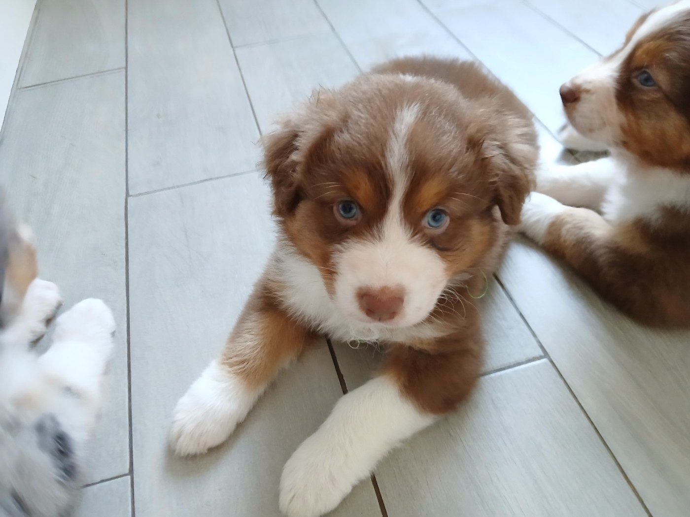 du Domaine de la Tineliere - Chiots disponibles - Berger Australien