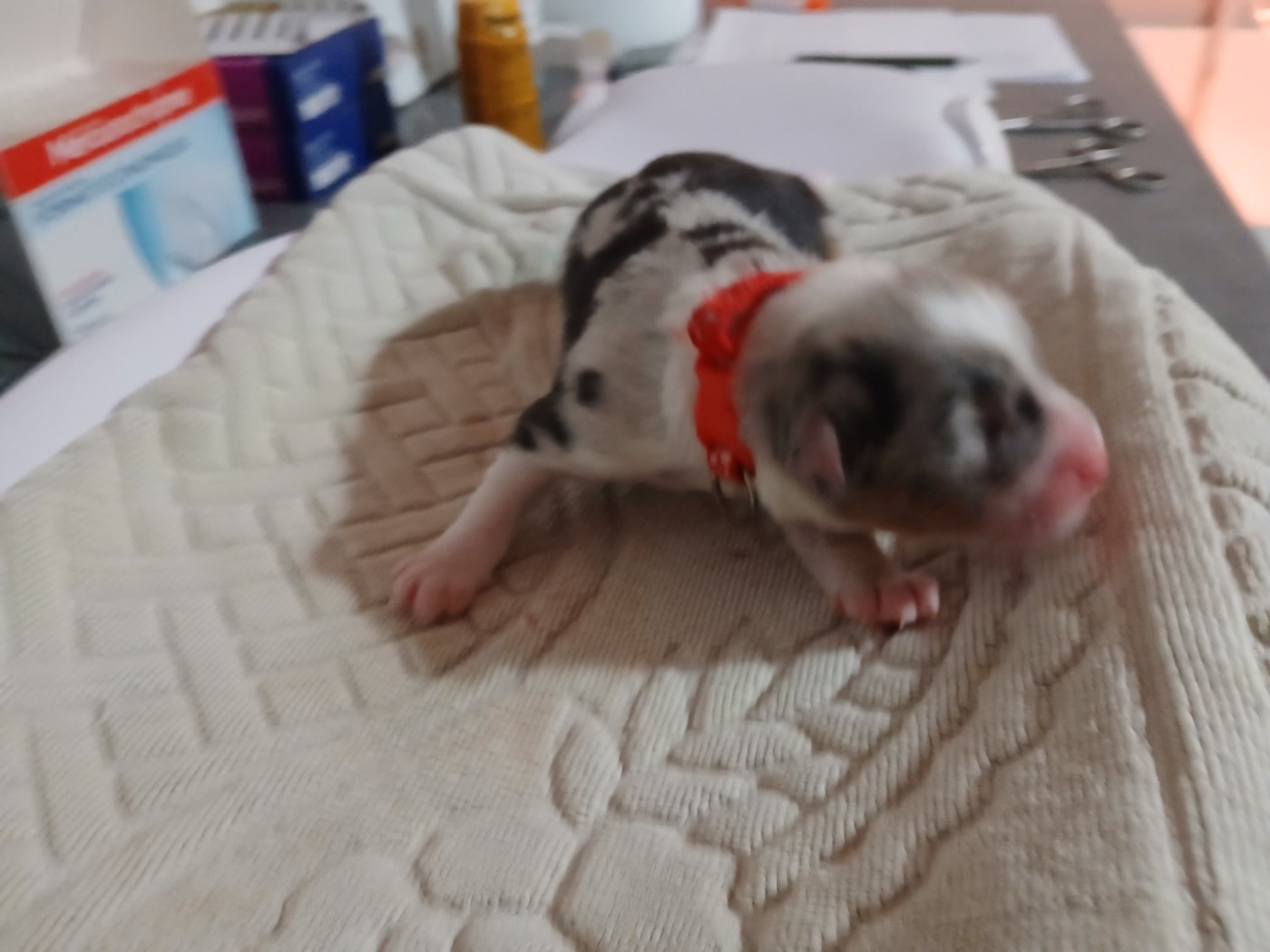 du Domaine de la Tineliere - Chiots disponibles - Berger Australien