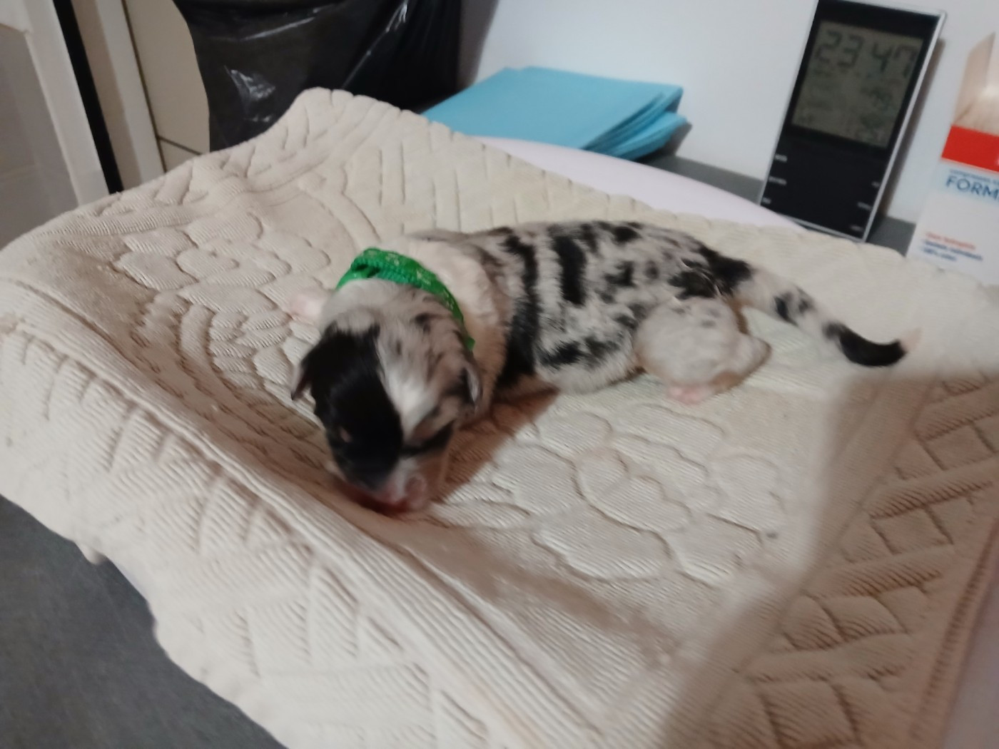 du Domaine de la Tineliere - Chiots disponibles - Berger Australien