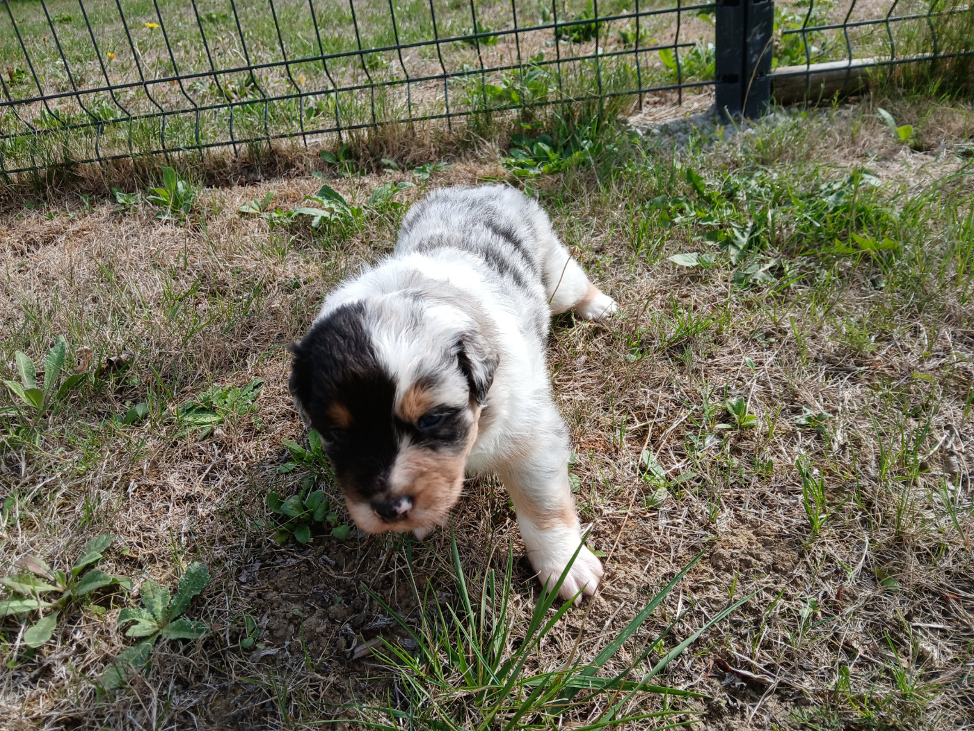 du Domaine de la Tineliere - Chiots disponibles - Berger Australien