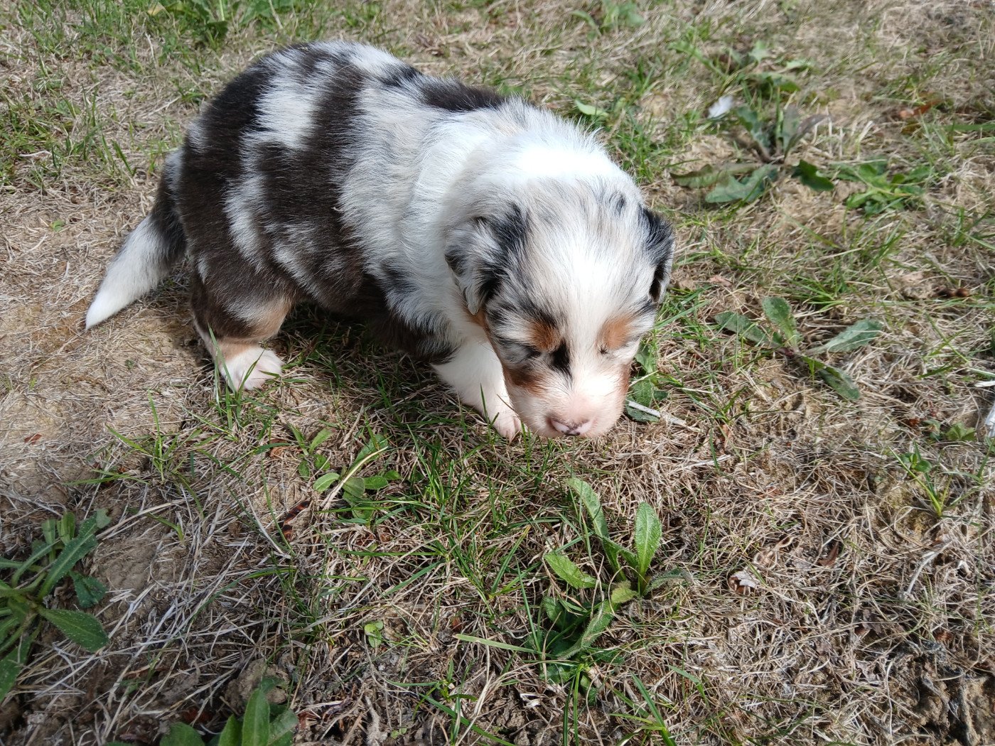du Domaine de la Tineliere - Chiots disponibles - Berger Australien