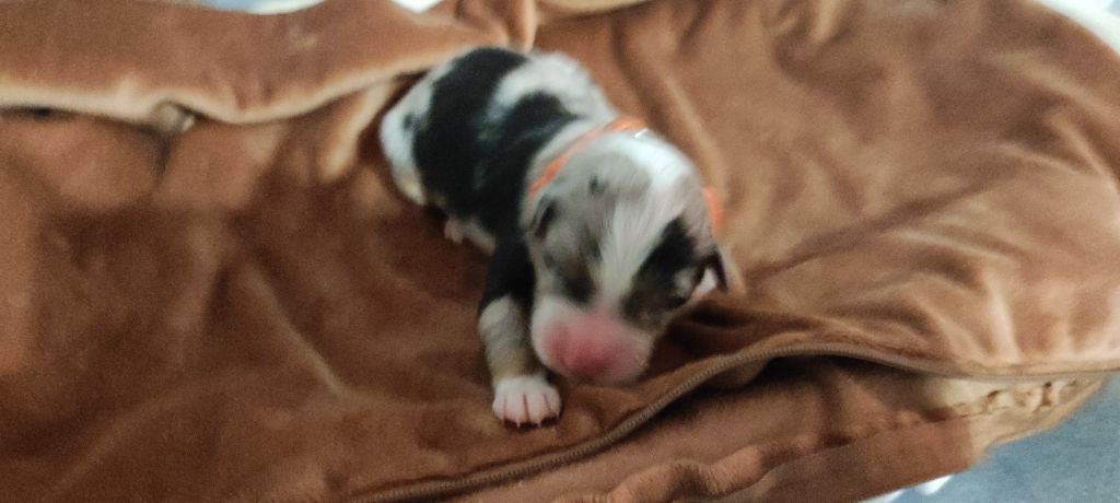 du Domaine de la Tineliere - Chiots disponibles - Berger Australien