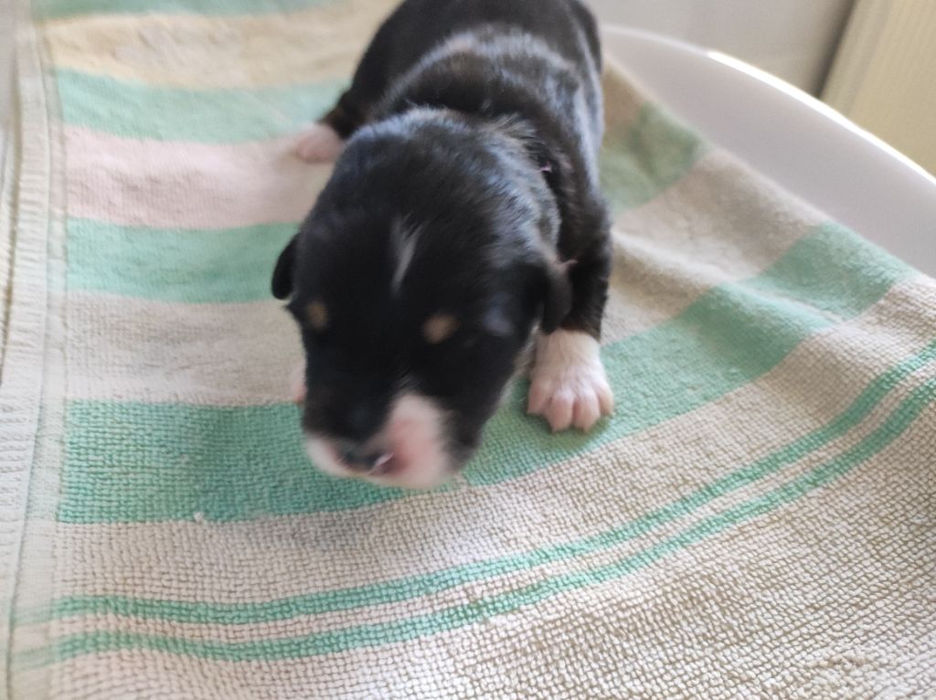 du Domaine de la Tineliere - Chiots disponibles - Berger Australien