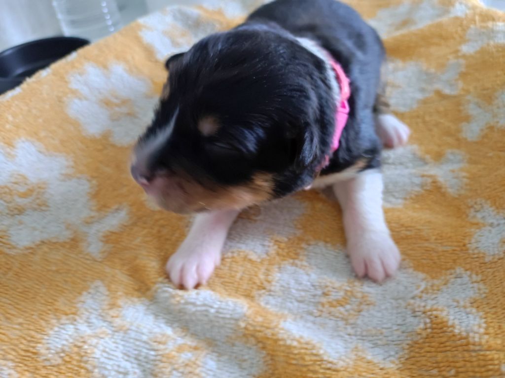 du Domaine de la Tineliere - Chiots disponibles - Berger Australien