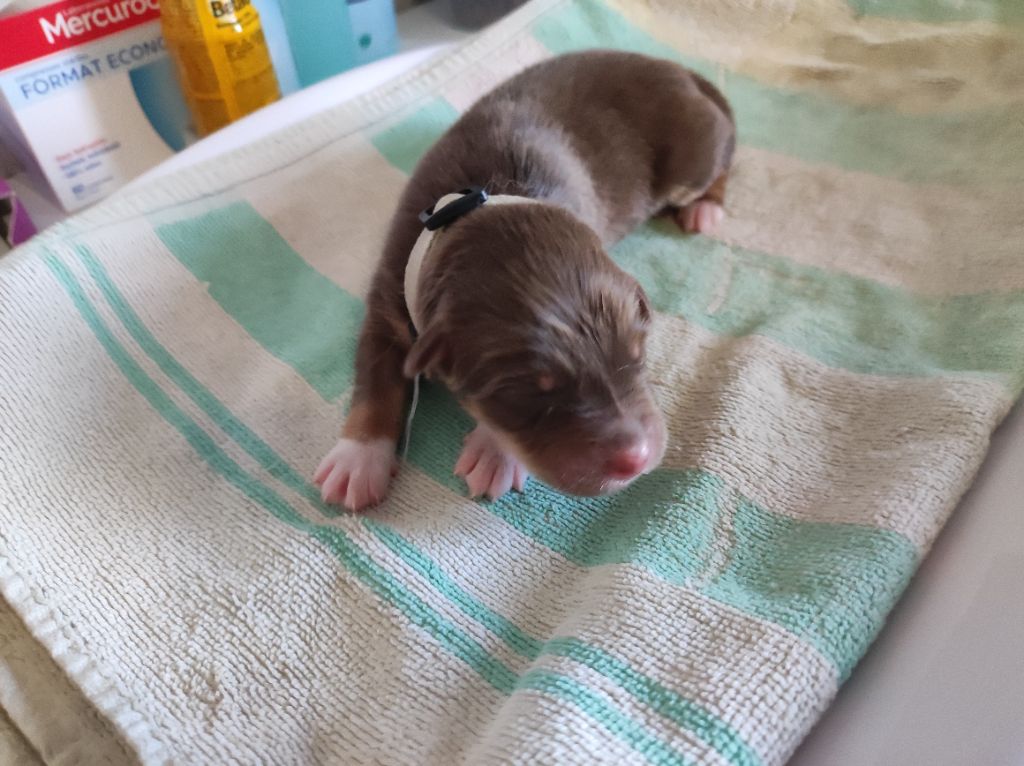 du Domaine de la Tineliere - Chiots disponibles - Berger Australien