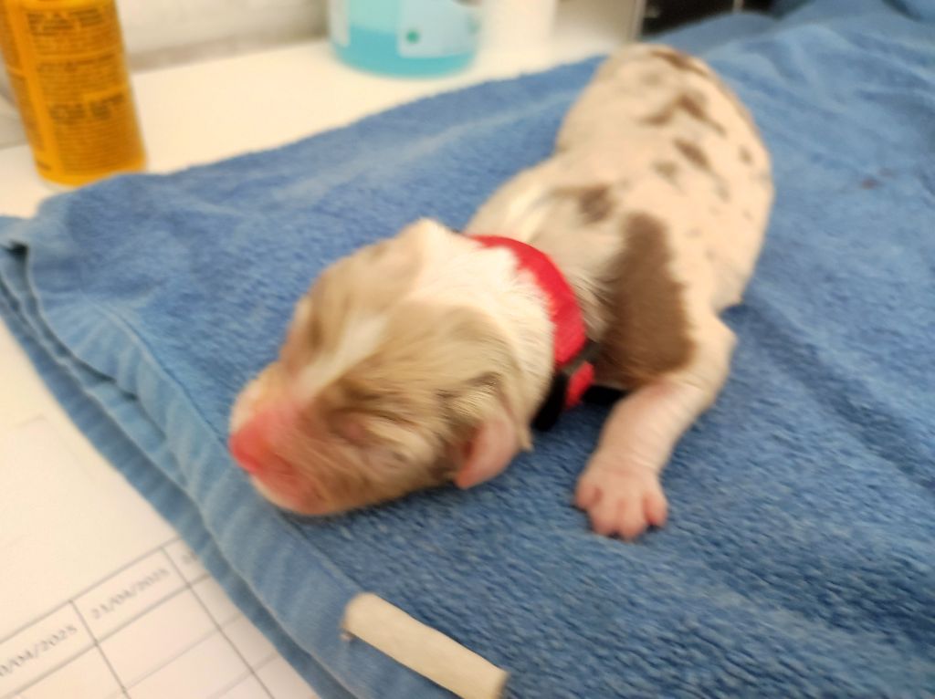 du Domaine de la Tineliere - Chiots disponibles - Berger Australien