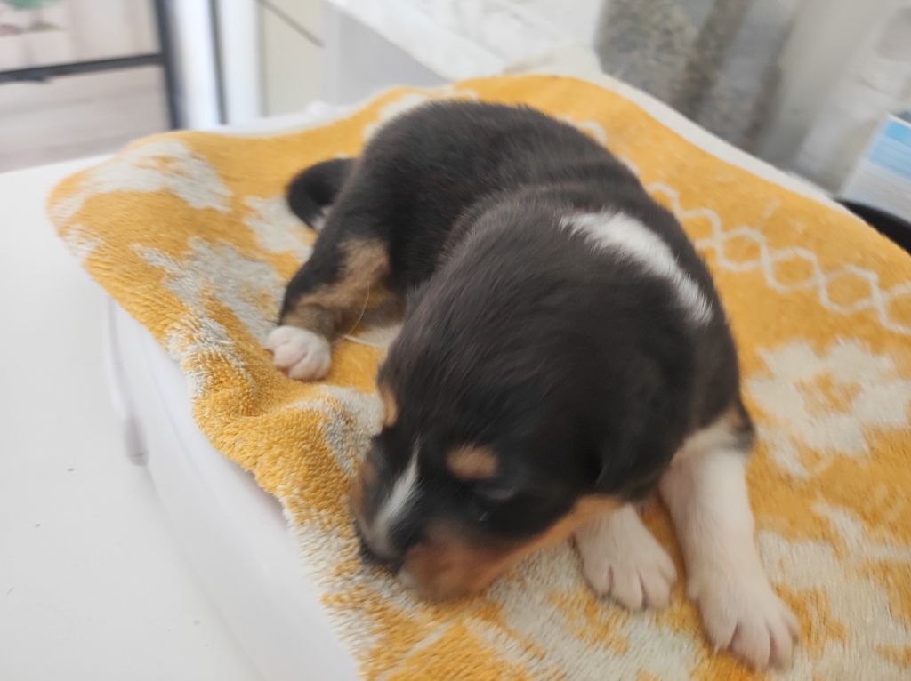 du Domaine de la Tineliere - Chiots disponibles - Berger Australien
