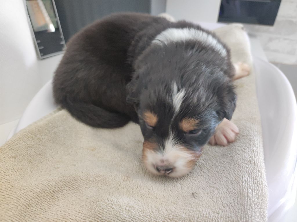 du Domaine de la Tineliere - Chiots disponibles - Berger Australien