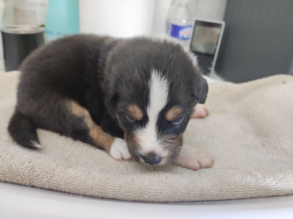 du Domaine de la Tineliere - Chiots disponibles - Berger Australien