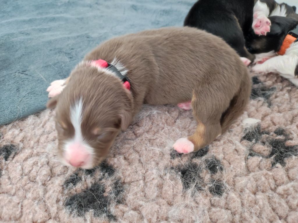 du Domaine de la Tineliere - Chiots disponibles - Berger Australien