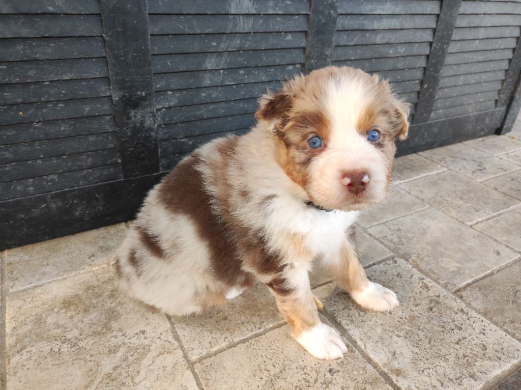 du Domaine de la Tineliere - Chiots disponibles - Berger Australien