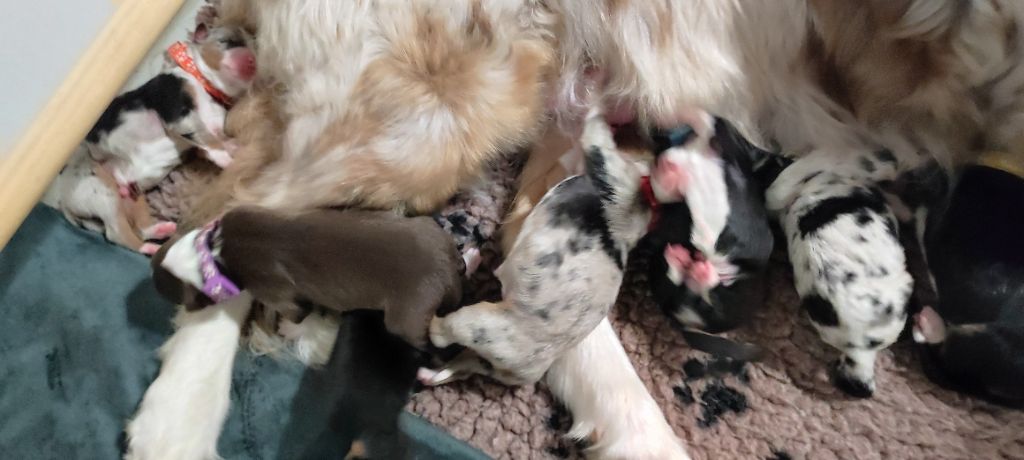 Chiot Berger Australien du Domaine de la Tineliere