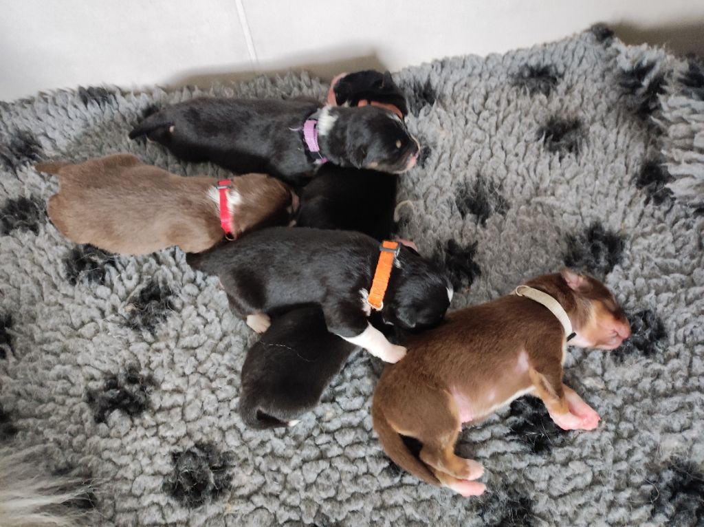 Chiot Berger Australien du Domaine de la Tineliere