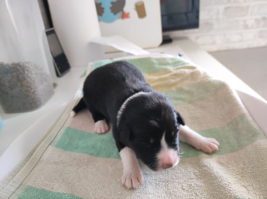 du Domaine de la Tineliere - Chiots disponibles - Berger Australien
