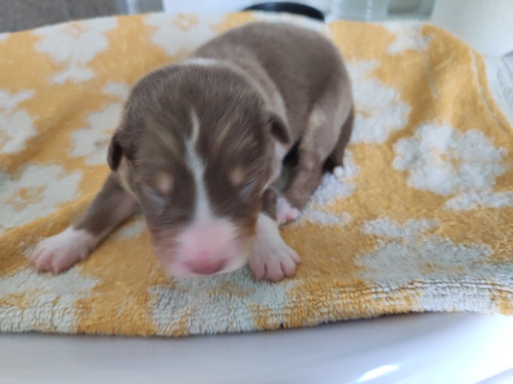 du Domaine de la Tineliere - Chiots disponibles - Berger Australien