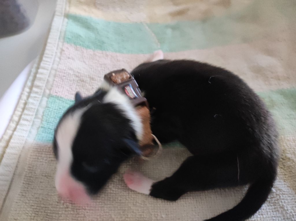 du Domaine de la Tineliere - Chiots disponibles - Berger Australien