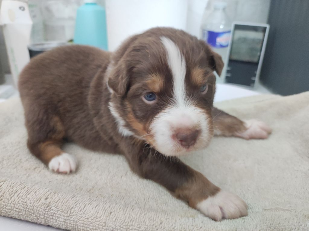 du Domaine de la Tineliere - Chiots disponibles - Berger Australien