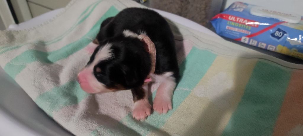 du Domaine de la Tineliere - Chiots disponibles - Berger Australien